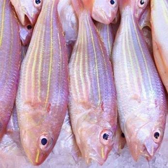 北海龍魚圖片大全高清圖