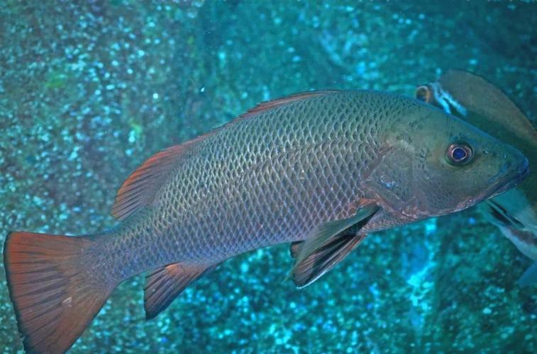 北海龍魚圖片大全高清圖