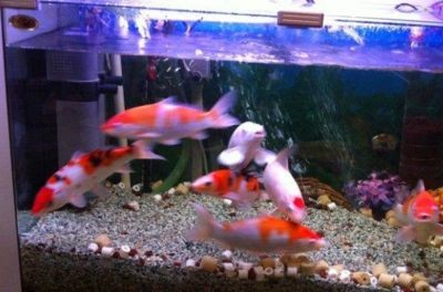 如何預防魚缸內驚嚇：在魚缸中引入新魚和植物時如何避免驚嚇魚類的問題