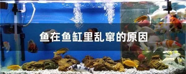 如何預防魚缸內驚嚇：在魚缸中引入新魚和植物時如何避免驚嚇魚類的問題