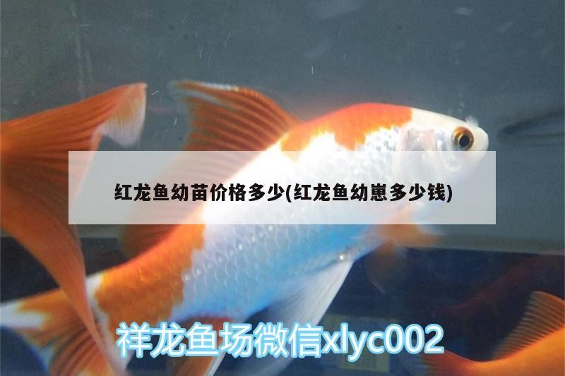 紅龍魚幼苗價格多少(紅龍魚幼崽多少錢)