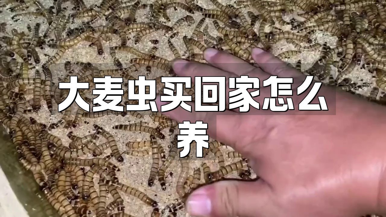 森森大麥蟲飼料的具體使用方法