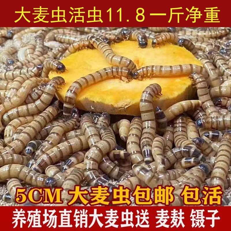 森森大麥蟲飼料的具體使用方法
