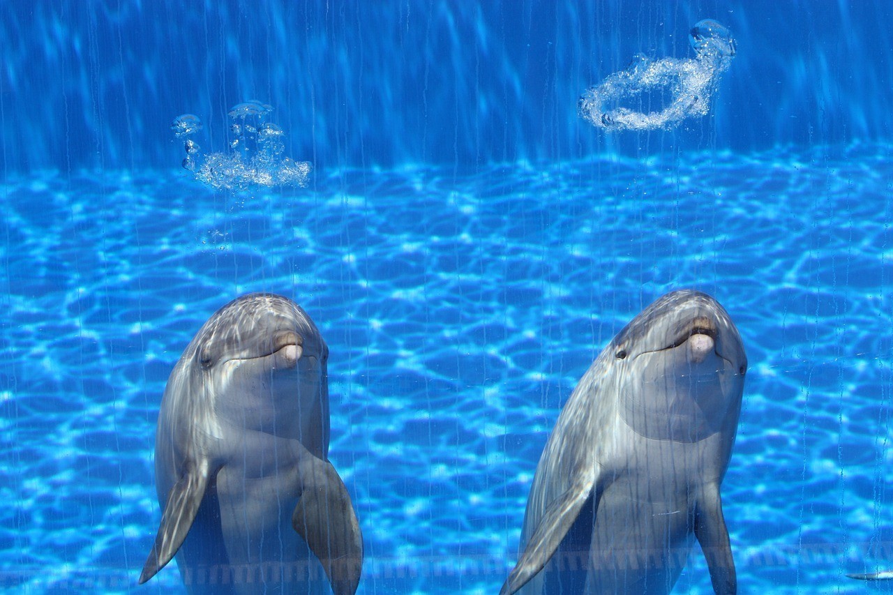 深圳市羅湖區龍霆水族館（深圳市羅湖區龍霆水族館地址）