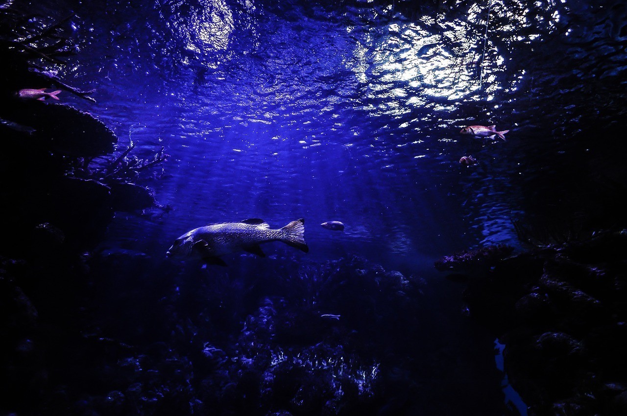 深圳市羅湖區龍霆水族館（深圳市羅湖區龍霆水族館地址）