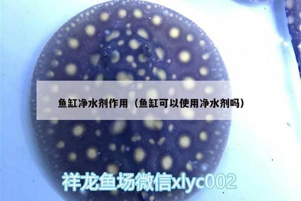 魚缸凈水劑的使用方法：如何選擇合適的魚缸凈水劑，魚缸凈水劑與過濾系統(tǒng)的配合