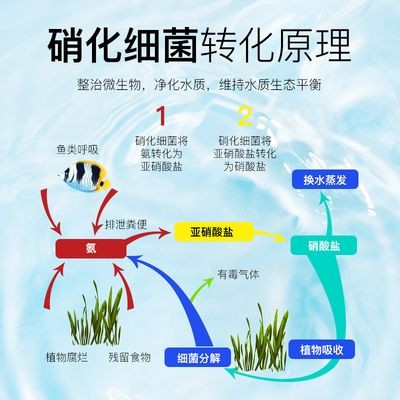 魚缸凈水劑的使用方法：如何選擇合適的魚缸凈水劑，魚缸凈水劑與過濾系統(tǒng)的配合