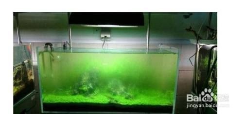 魚缸凈水劑的使用方法：如何選擇合適的魚缸凈水劑，魚缸凈水劑與過濾系統(tǒng)的配合