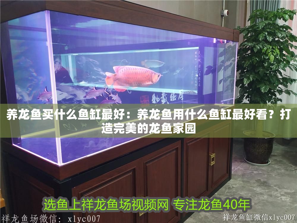 養龍魚買什么魚缸最好：養龍魚用什么魚缸最好看？打造完美的龍魚家園