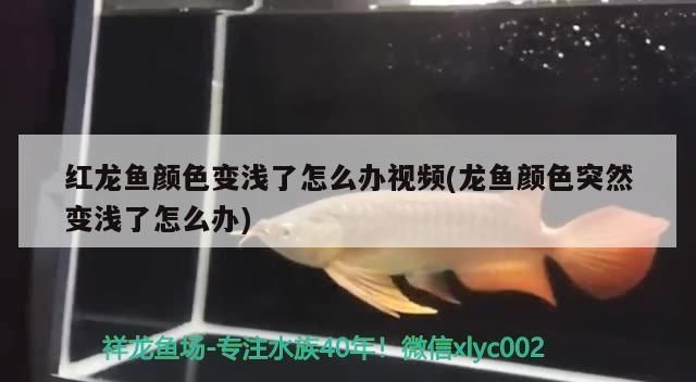 龍魚顏色突然變淺了怎么辦：龍魚顏色突然變淺可能是由多種因素引起的