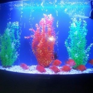 附近有沒有修魚缸的（附近有沒有修魚缸的修魚缸的）