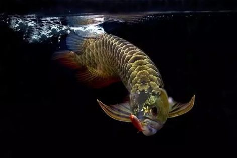 龍魚吃東西嚼完吐出來再吃可以嗎