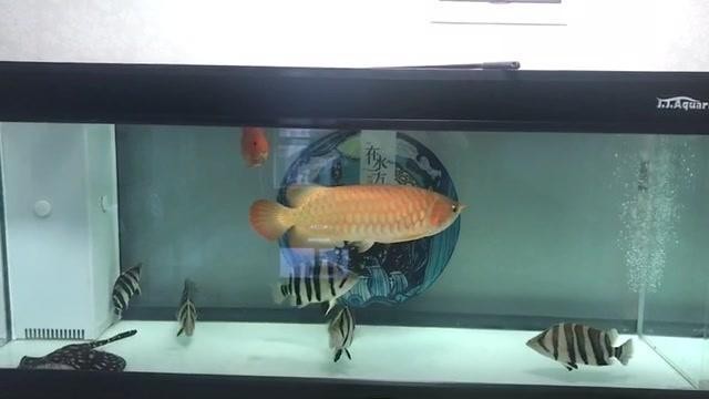 唐山海港久天鮮花水族店