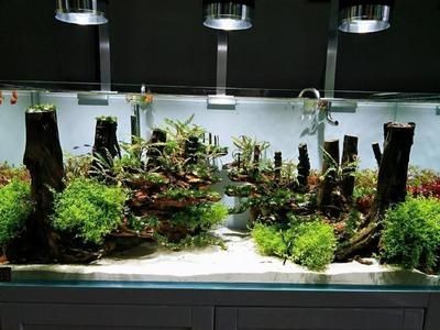 廣東地區(qū)魚(yú)缸造景培訓(xùn)班的相關(guān)信息：水草造景的養(yǎng)護(hù)技巧：廣東地區(qū)魚(yú)缸造景培訓(xùn)班