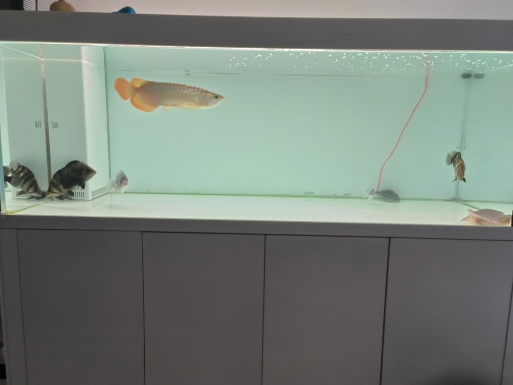 滿水飼養