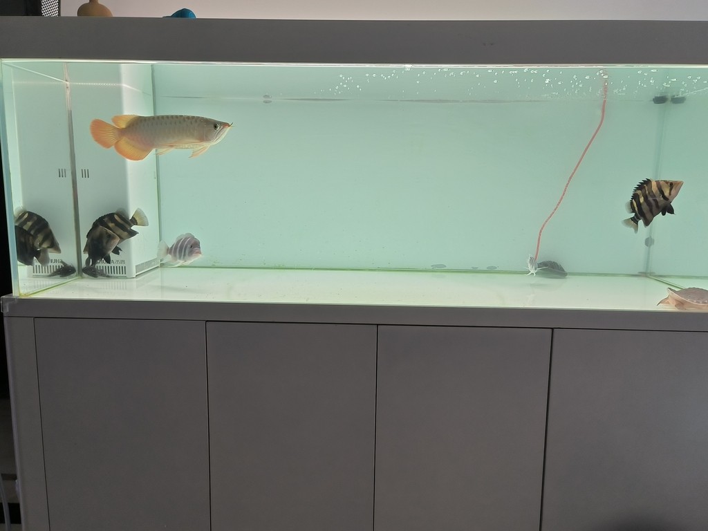 滿水飼養