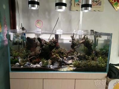 魚缸漂浮物多怎么回事：魚缸漂浮物增多可能是由幾個原因造成的魚類的排泄物