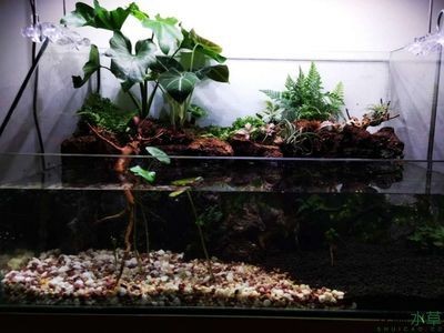 魚缸漂浮物多怎么回事：魚缸漂浮物增多可能是由幾個原因造成的魚類的排泄物