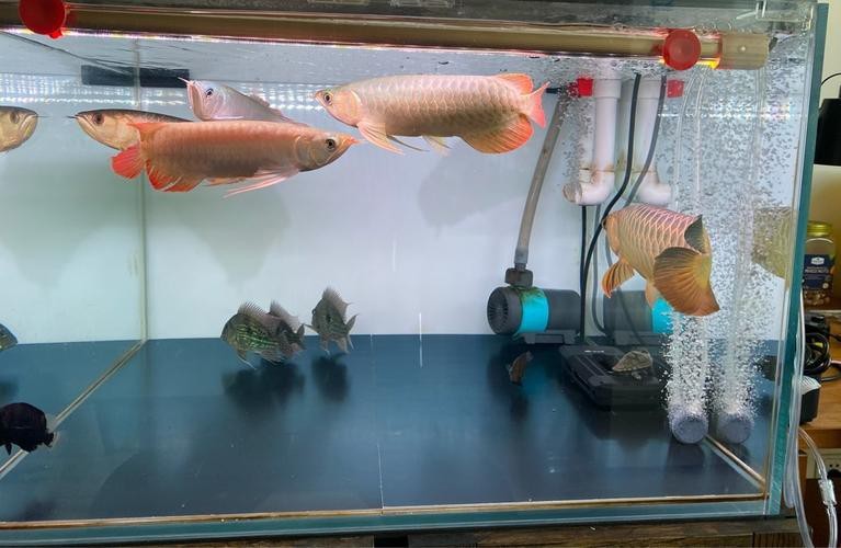 火龍魚可以和什么魚混養呢圖片欣賞