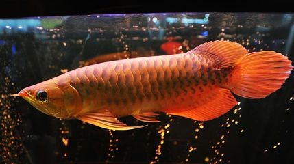 龍魚到家多久才適應(yīng)：新手飼養(yǎng)龍魚常見錯(cuò)誤，龍魚適應(yīng)期后如何科學(xué)喂食