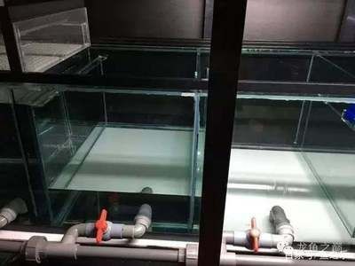 魚缸改造的藝術與技巧：魚缸改底濾打孔怎么處理