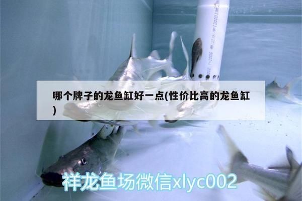 哪個牌子龍魚缸好一點又實惠的，知名龍魚缸品牌介紹
