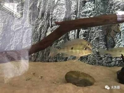 魚缸底砂選擇海沙是一種常見的魚缸底砂選擇技巧養(yǎng)魚愛好者都知道：海沙在魚缸中的作用