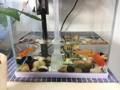 魚缸換水需要加什么(魚缸換水時,通常需要添加物質來維持水質的穩定) 魚缸百科 第3張 魚缸換水需要加什么(魚缸換水時,通常需要添加物質來維持水質的穩定) 魚缸換水需要加什么(魚缸換水時,通常需要添加物質來維持水質的穩定) 魚缸百科 第3張
