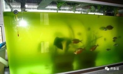 魚缸里出現(xiàn)綠藻怎么辦（魚缸里出現(xiàn)綠藻怎么辦魚缸里出現(xiàn)綠藻怎么辦）