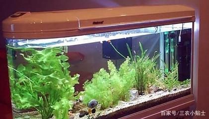 魚缸消毒的幾種方法：如何給魚缸消毒？