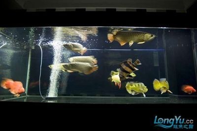 彩蝶魚缸山東代理（山東代理彩蝶魚缸山東代理）