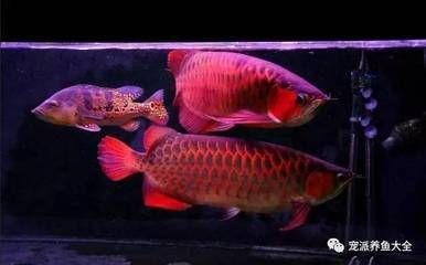 龍魚會不會吃小魚：龍魚會吃小魚嗎