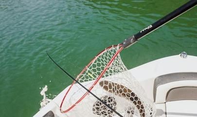 世界頂級魚缸：世界頂級的魚缸設計