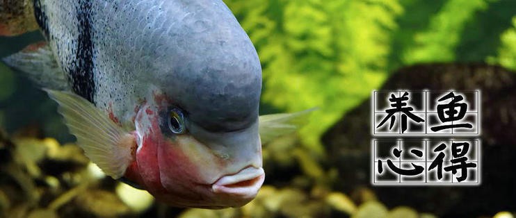 紅塔區頤神苑水族店（紅塔區頤神苑水族店電話）