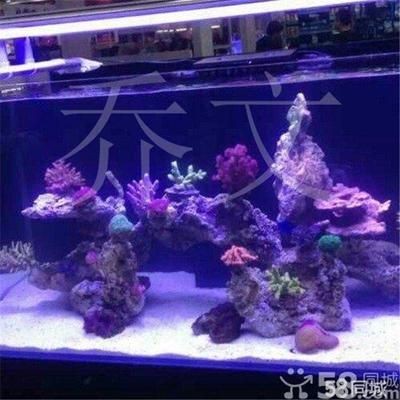魚缸回收的真偽至關重要步驟辨別魚缸回收的真偽至關重要：魚缸回收對生態環境的影響