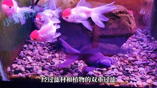 魚缸動畫視頻：創新的魚缸動畫視頻制作方法：魚缸動畫背后故事