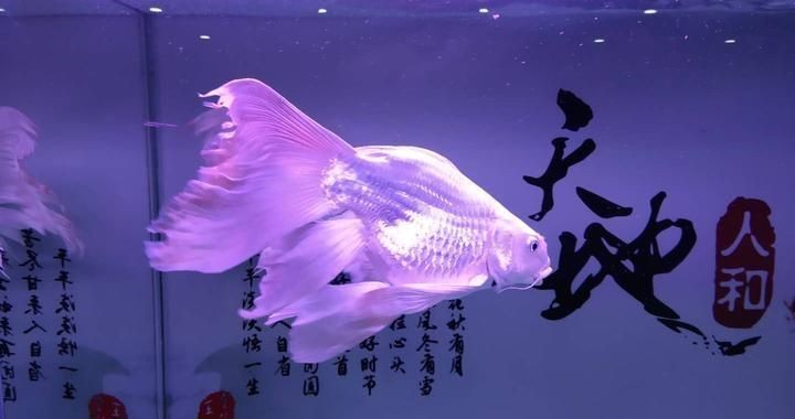 魚缸水質清潔的最佳實踐：關于魚缸水質清潔最佳實踐的建議