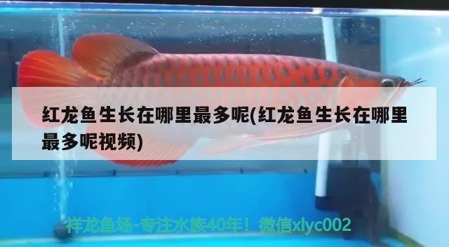 金川區杭州路藏龍閣觀賞魚店（金川區杭州路藏龍閣觀賞魚店電話）