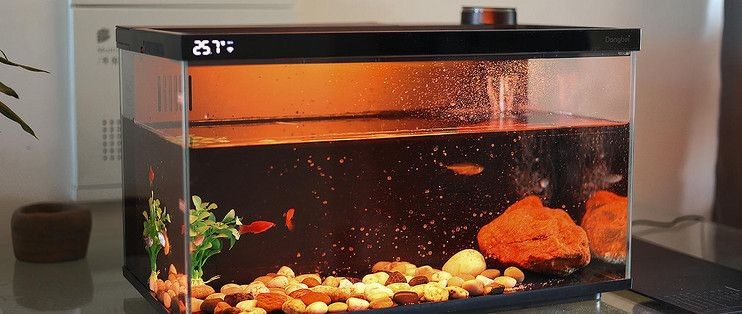 當貝智能魚缸需要增氧泵嗎：當貝智能魚缸是否需要增氧泵