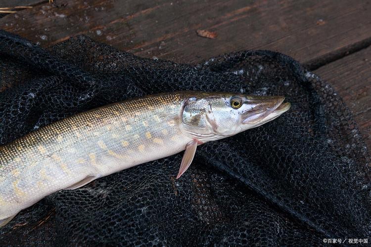 <strong><mark>舟山</mark></strong>小白龍魚