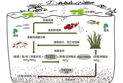 龍魚呼吸急促怎么回事：龍魚呼吸急促有點浮頭正常嗎？原因分析與應對措施