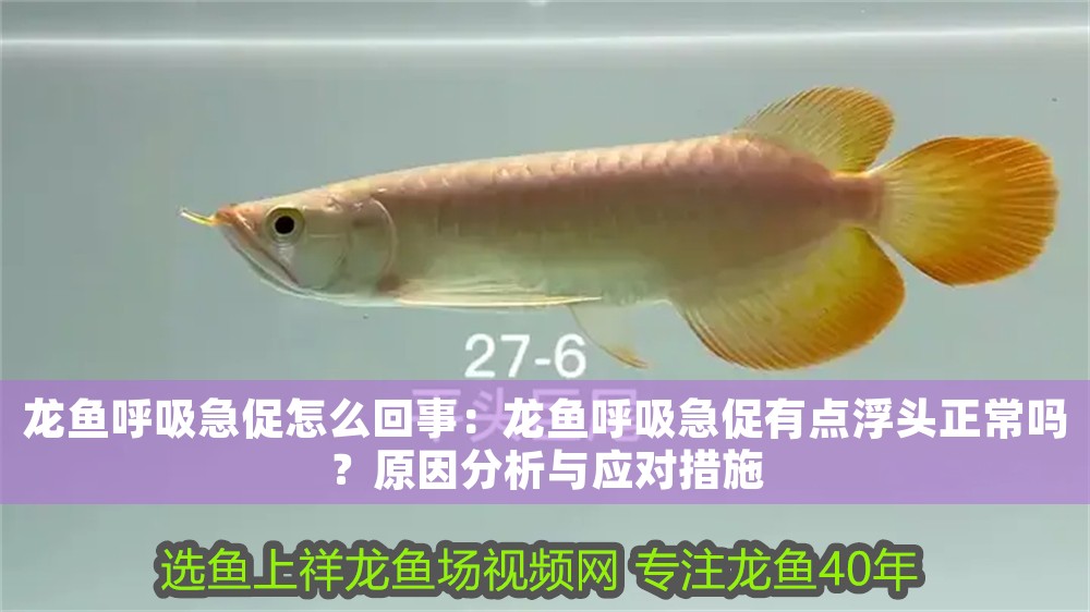 龍魚呼吸急促怎么回事：龍魚呼吸急促有點浮頭正常嗎？原因分析與應對措施