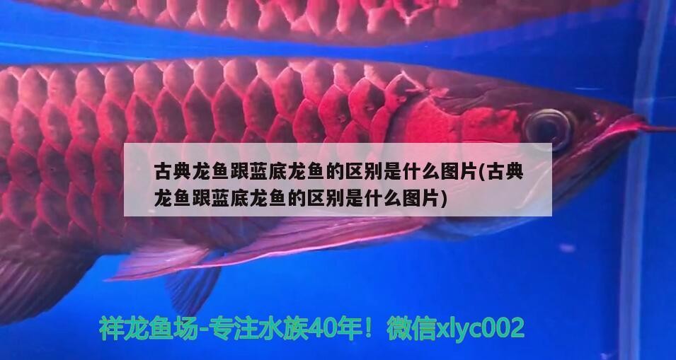 安溪縣鳳城泉福魚具店