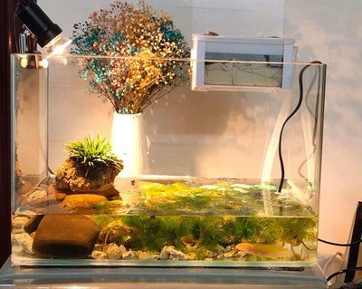 六角恐龍魚的魚缸里能放綠蘿嗎：六角恐龍魚魚缸內養殖指南