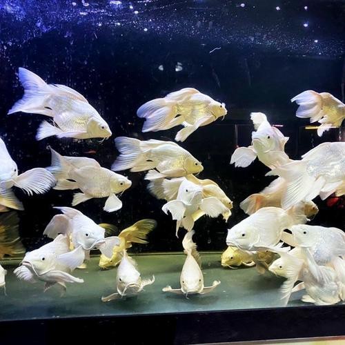 蝴蝶鯉可以和龍魚混養嗎圖片