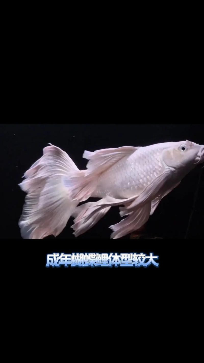 蝴蝶鯉可以和龍魚混養嗎圖片