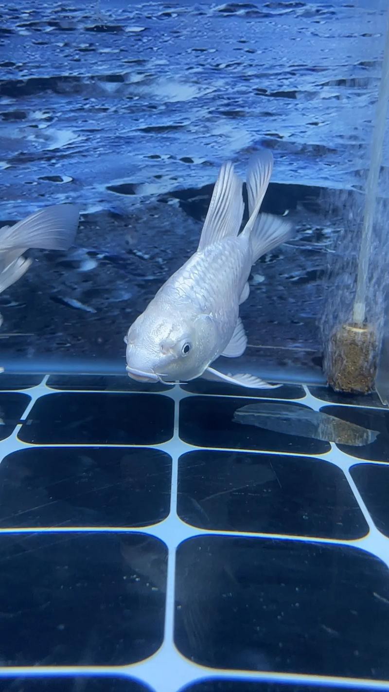 蝴蝶鯉可以和龍魚混養嗎圖片