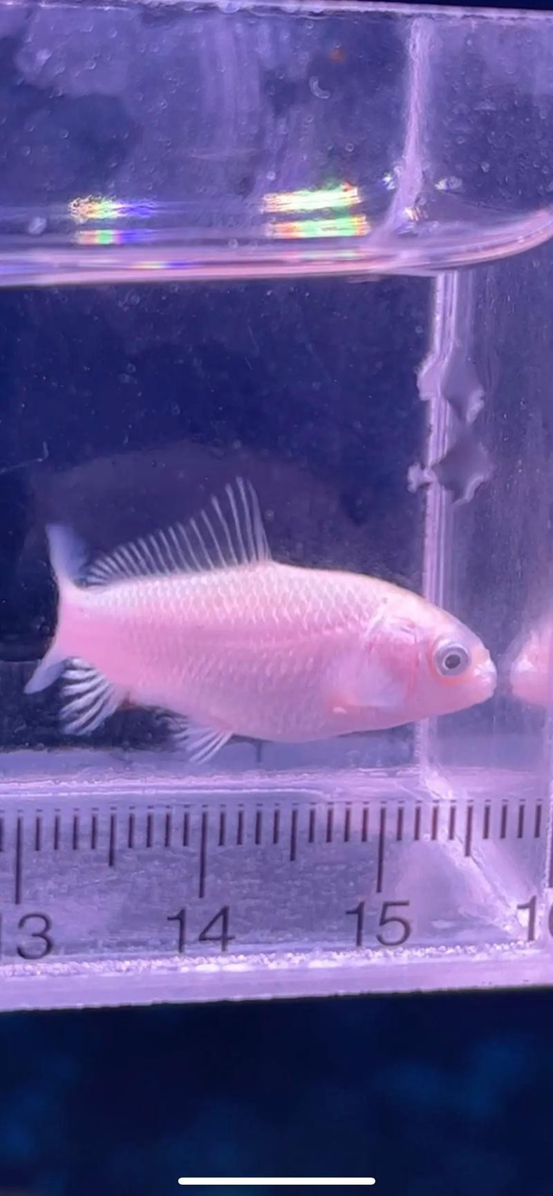蝴蝶鯉可以和龍魚混養嗎圖片