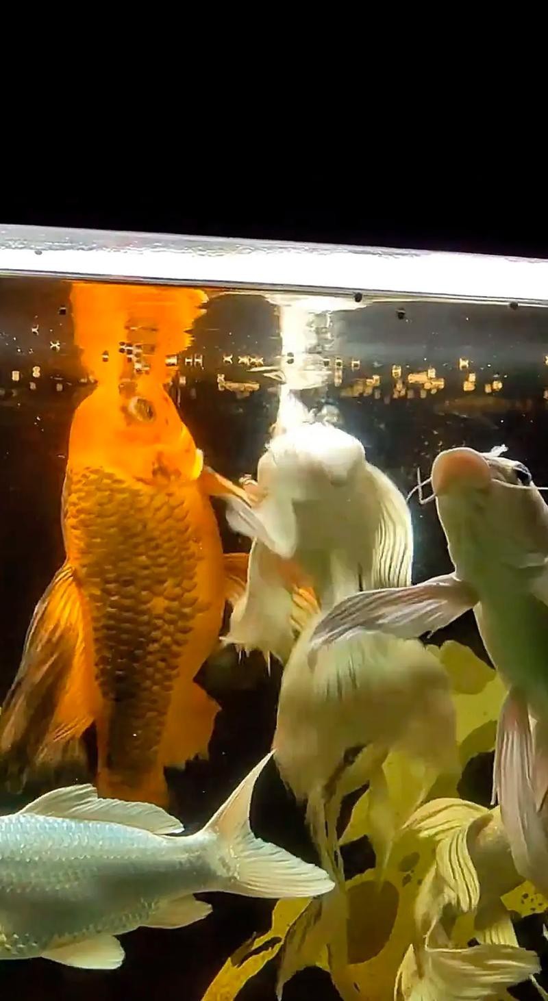蝴蝶鯉可以和龍魚混養嗎圖片