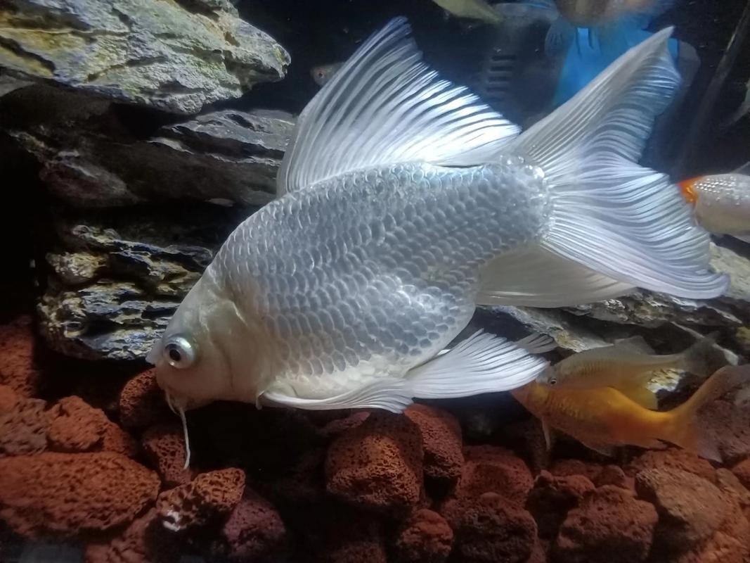 蝴蝶鯉可以和龍魚混養嗎圖片